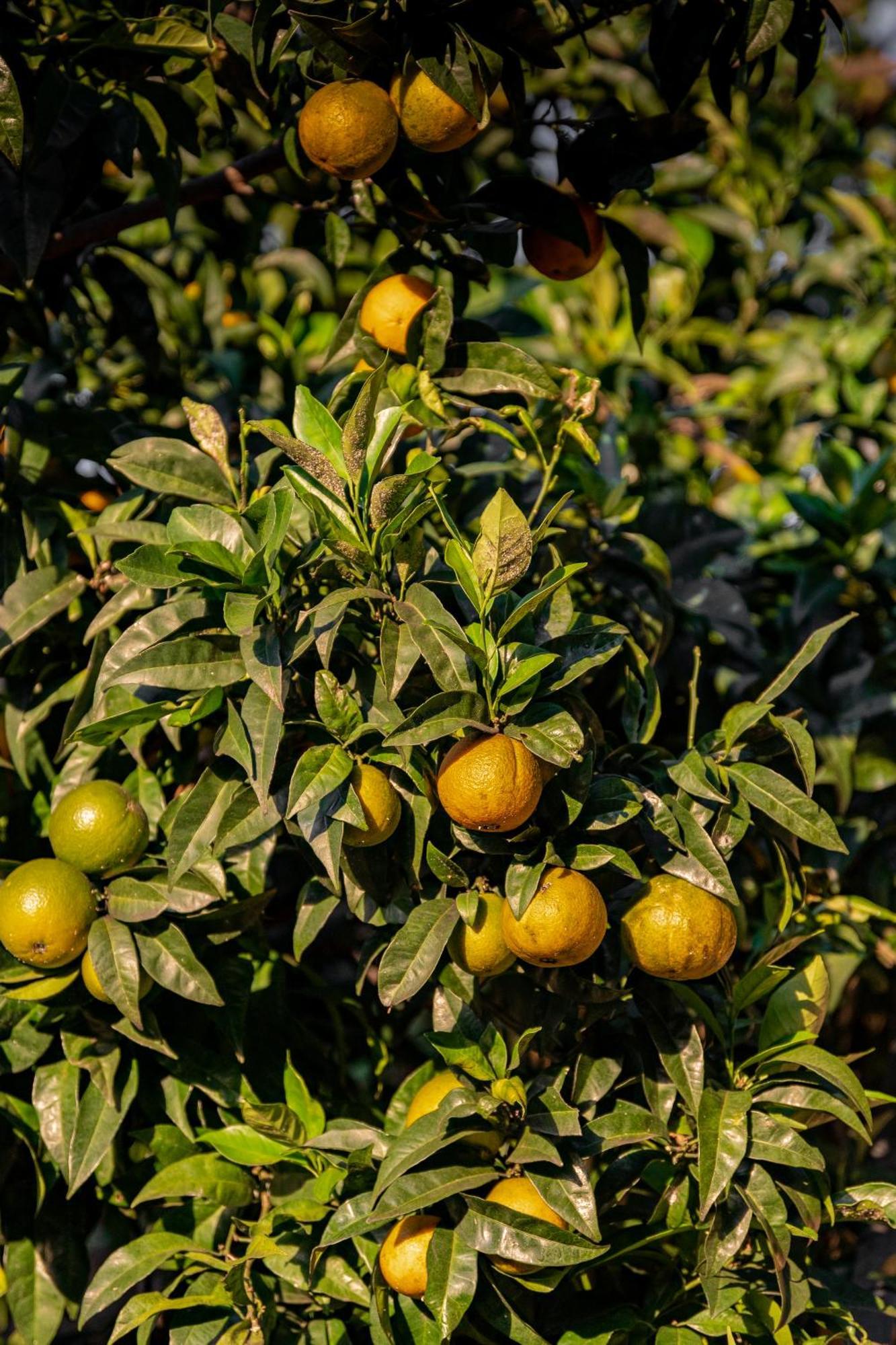 Tenuta Zamparina مونتينيوزو المظهر الخارجي الصورة